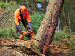 How Our Tree Care Process Works  in  Kearns, UT